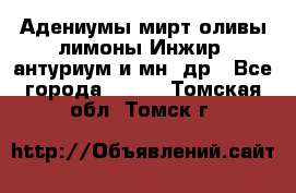 Адениумы,мирт,оливы,лимоны,Инжир, антуриум и мн .др - Все города  »    . Томская обл.,Томск г.